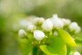 Young blossoming apple tree blossoms, spring time Royalty Free Stock Photo