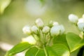 Young blossoming apple tree blossoms, spring time Royalty Free Stock Photo