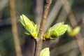 Young blossoming buds of lilac