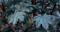 maple branches with delicate leaves