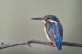 Young blue bird with juvenile plumage during visiting to Thailand in rainny to winter season, Common Kingfisher Royalty Free Stock Photo