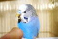 Young blue budgerigar and human finger