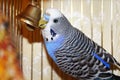 Young blue budgerigar is pecking a golden bell