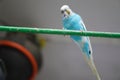 Young Blue Budgie sitting on a tree branch Royalty Free Stock Photo