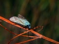 Young blue buterfly