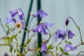 Young blue clematis growing on a support. Close up