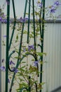 Young blue clematis growing on a support. Close up