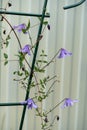 Young blue clematis growing on a support. Close up