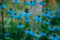 A young blue flower inside a larger bloom and with light coming in between thee flowers.