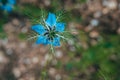 A young blue flower inside a larger bloom and with light coming in between thee flowers.