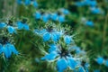 A young blue flower inside a larger bloom and with light coming in between thee flowers