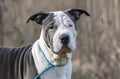 Chinese Shar Pei mixed breed dog with wrinkles