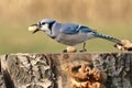 Young Blue Jay at Peanut Feeder