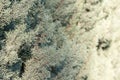 Young blue juniper tree branches and needles at shallow focus