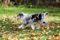 Young blue marmor sheltie puppy running around in garden