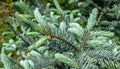 Young blue needles with blue Picea pungens Hoopsii. Close-up in natural sunlight with beautiful bokeh. Selective focus. Royalty Free Stock Photo