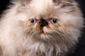 Young Blue Point Himalayan Persian kitten Royalty Free Stock Photo