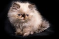 Young Blue Point Himalayan Persian kitten Royalty Free Stock Photo