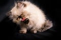 Young Blue Point Himalayan Persian kitten Royalty Free Stock Photo