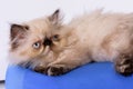 Young Blue Point Himalayan Persian kitten Royalty Free Stock Photo