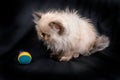 Young Blue Point Himalayan Persian kitten Royalty Free Stock Photo