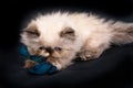 A young Blue Point Himalayan Persian kitten Royalty Free Stock Photo