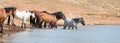 Young Blue Roan stallion wading in the waterhole with herd of wild horses in the Pryor Mountains Wild Horse Range in Montana USA Royalty Free Stock Photo