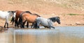 Young Blue Roan stallion wading in the waterhole with herd of wild horses in the Pryor Mountains Wild Horse Range in Montana USA Royalty Free Stock Photo