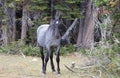 Young Blue Roan Stallion wild horse mustang on Sykes Ridge in the Pryor Mountains wild horse range in Montana USA