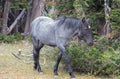 Young Blue Roan Stallion wild horse mustang on Sykes Ridge in the Pryor Mountains wild horse range in Montana USA