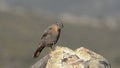 Young Blue Rock Thrush