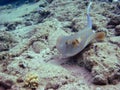 The young blue spotted lagoon ray. Royalty Free Stock Photo