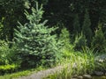 Young blue spruce Picea pungens grows in a landscape ornamental garden. The Blue spruce is located on the left side of a pebbled g