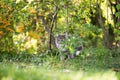 Cat on the prowl hiding in bushes Royalty Free Stock Photo