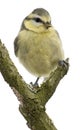 Young Blue Tit, Cyanistes caeruleus, 45 days old Royalty Free Stock Photo