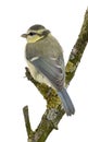 Young Blue Tit, Cyanistes caeruleus, 45 days old Royalty Free Stock Photo