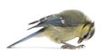 Young Blue Tit, Cyanistes caeruleus, looking down