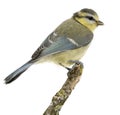 Young Blue Tit, Cyanistes caeruleus, perched Royalty Free Stock Photo