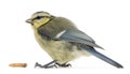 Young Blue Tit, Cyanistes caeruleus, with worm Royalty Free Stock Photo