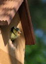 Young blue tit, parus caeruleus, hole in nest box Royalty Free Stock Photo
