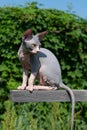 Young blue and white Canadian Sphynx Cat sits high on crossbar outdoors, tail dangling, looking back