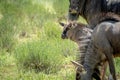 Young Blue wildebeest calf in between the herd. Royalty Free Stock Photo