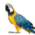 Young Blue-and-yellow Macaw