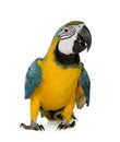 Young Blue-and-yellow Macaw