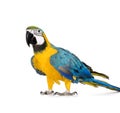 Young Blue-and-yellow Macaw - Ara ararauna (8 months) Royalty Free Stock Photo