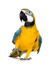 Young Blue-and-yellow Macaw - Ara ararauna (8 months) Royalty Free Stock Photo