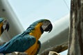 Young Blue-and-yellow Macaw. Domestic, standing Royalty Free Stock Photo