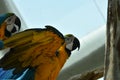 Young Blue-and-yellow Macaw. Domestic, standing Royalty Free Stock Photo