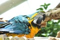 Young Blue-and-yellow Macaw. Domestic, standing Royalty Free Stock Photo