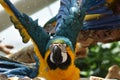 Young Blue-and-yellow Macaw. Domestic, standing Royalty Free Stock Photo